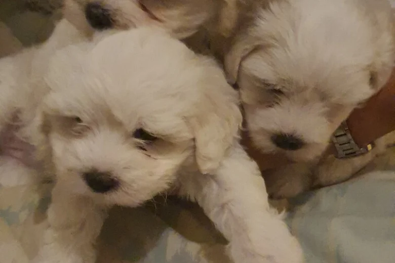 Maltese