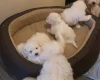 Maltese