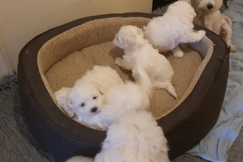 Maltese