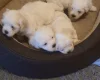 Maltese