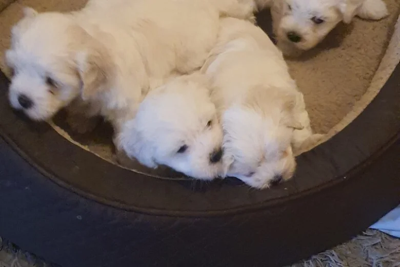 Maltese
