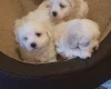 Maltese