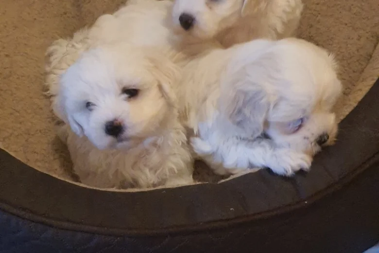 Maltese
