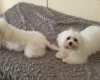 Maltese