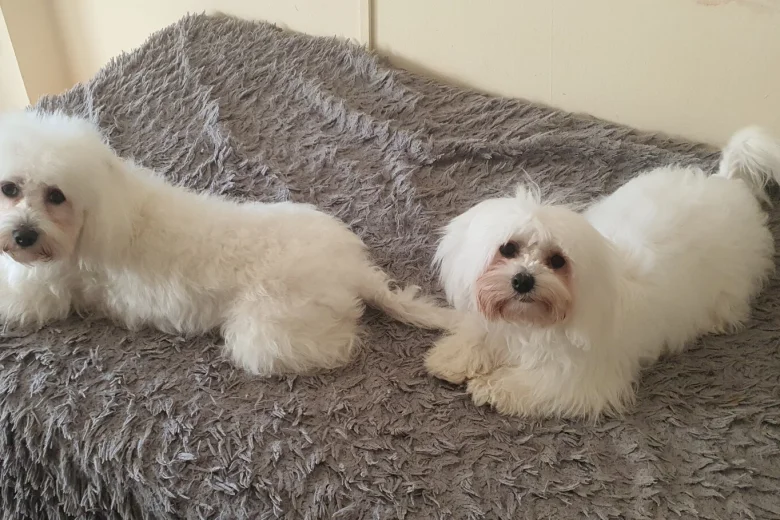Maltese
