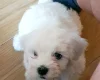 Maltese