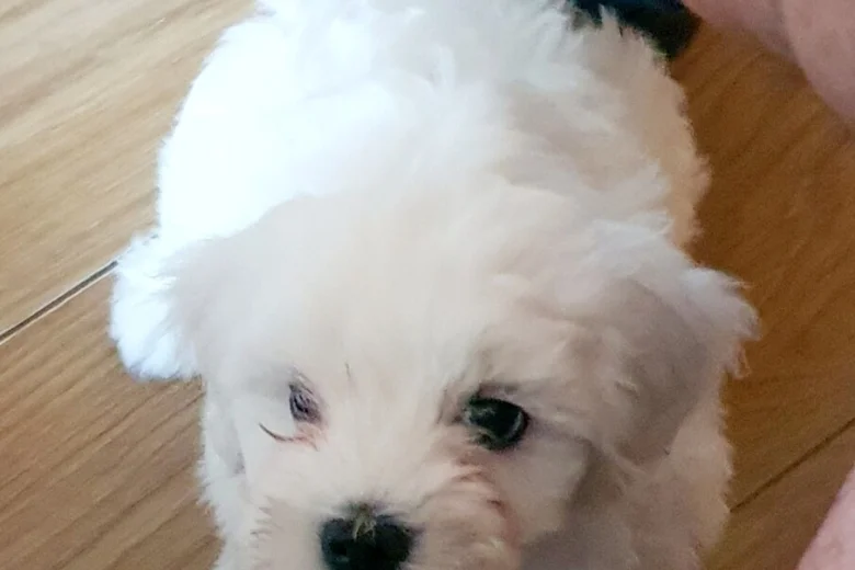 Maltese
