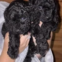 Maltipoo
