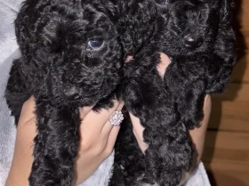 Maltipoo