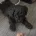 Maltipoo