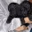 Maltipoo