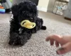 Maltipoo