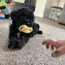 Maltipoo