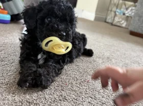Maltipoo