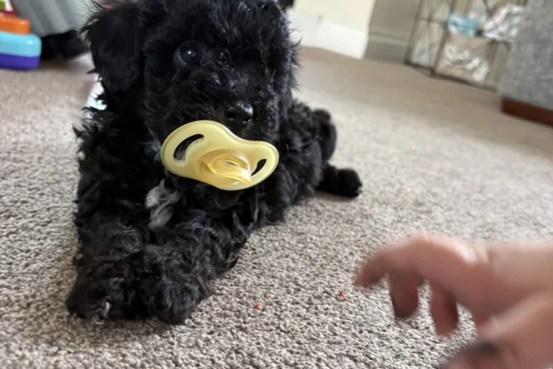 Maltipoo