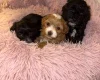 Maltipoo