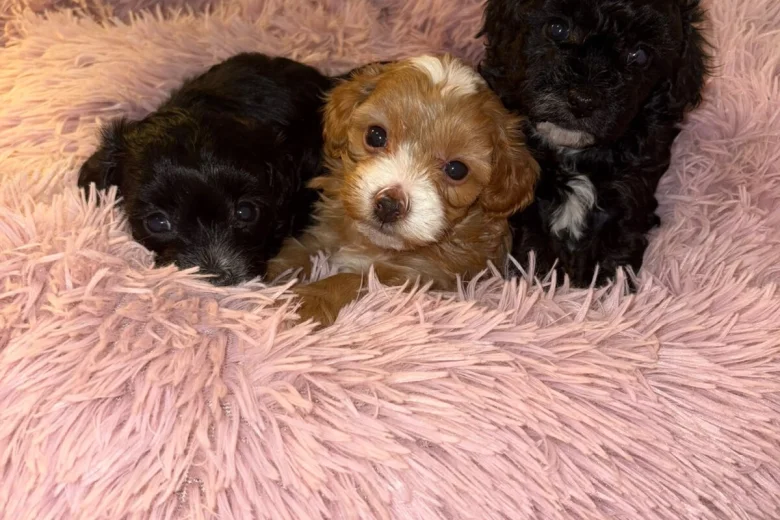 Maltipoo
