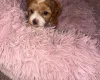 Maltipoo