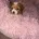 Maltipoo
