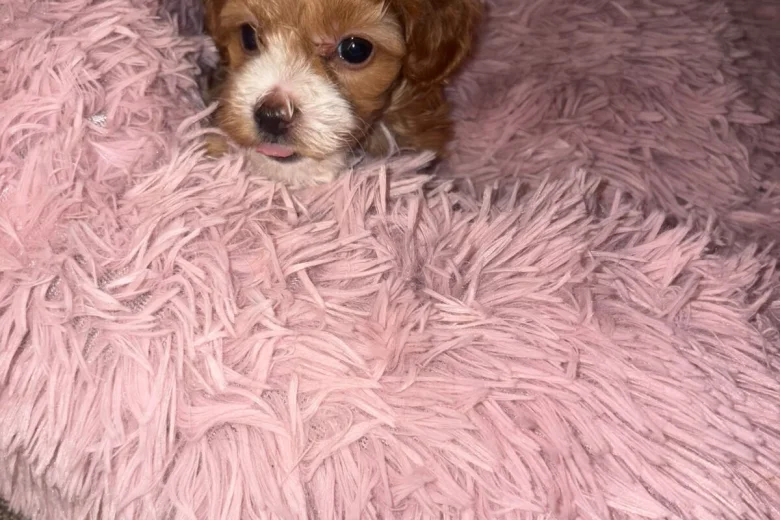Maltipoo