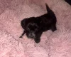 Maltipoo