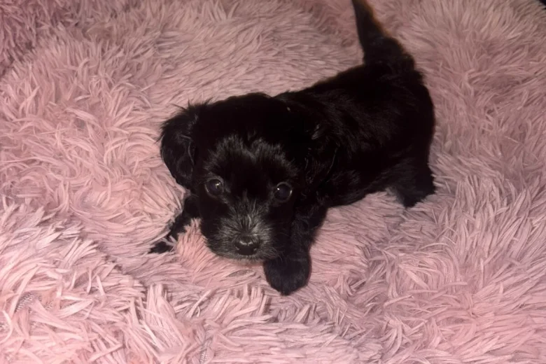Maltipoo