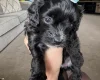 Maltipoo