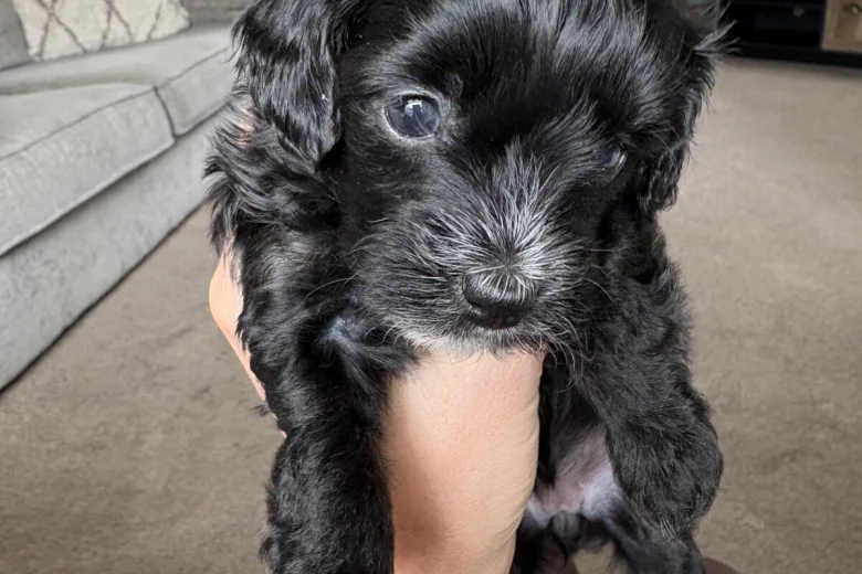 Maltipoo