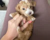 Maltipoo