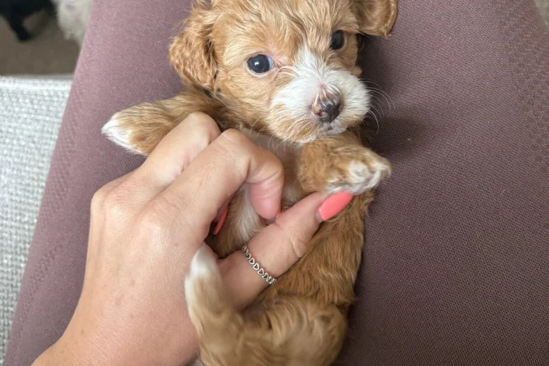 Maltipoo