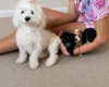 Maltipoo