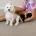 Maltipoo