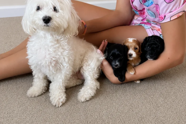 Maltipoo