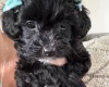 Maltipoo