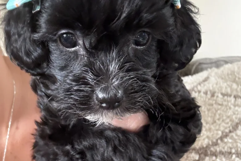 Maltipoo