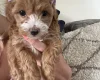 Maltipoo