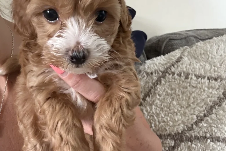 Maltipoo