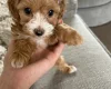 Maltipoo