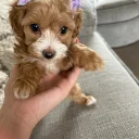 Maltipoo