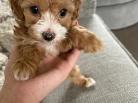 Maltipoo