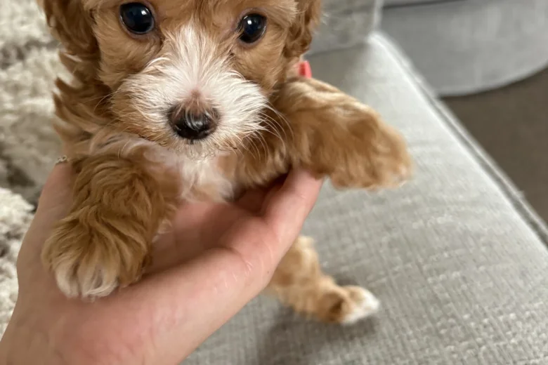 Maltipoo