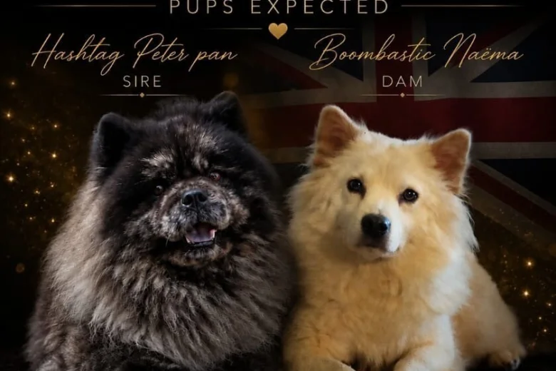 Mixed Breed
