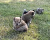 Mixed Breed
