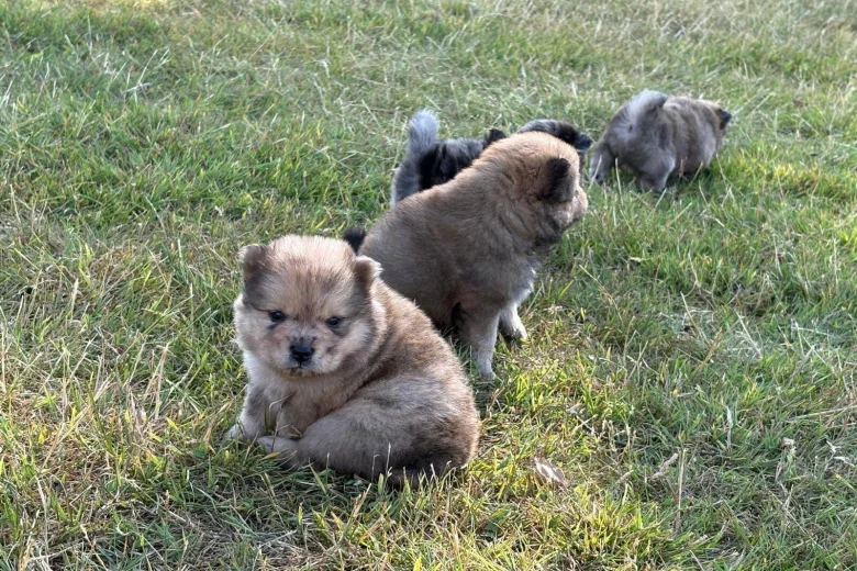 Mixed Breed