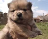 Mixed Breed