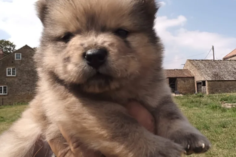 Mixed Breed