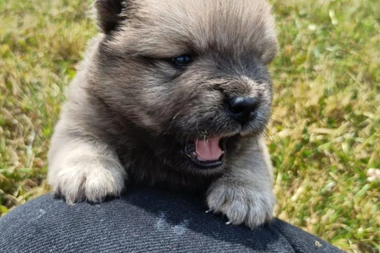 Mixed Breed