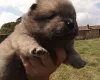 Mixed Breed