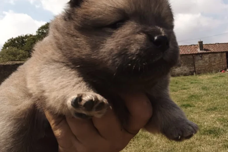 Mixed Breed