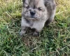 Mixed Breed
